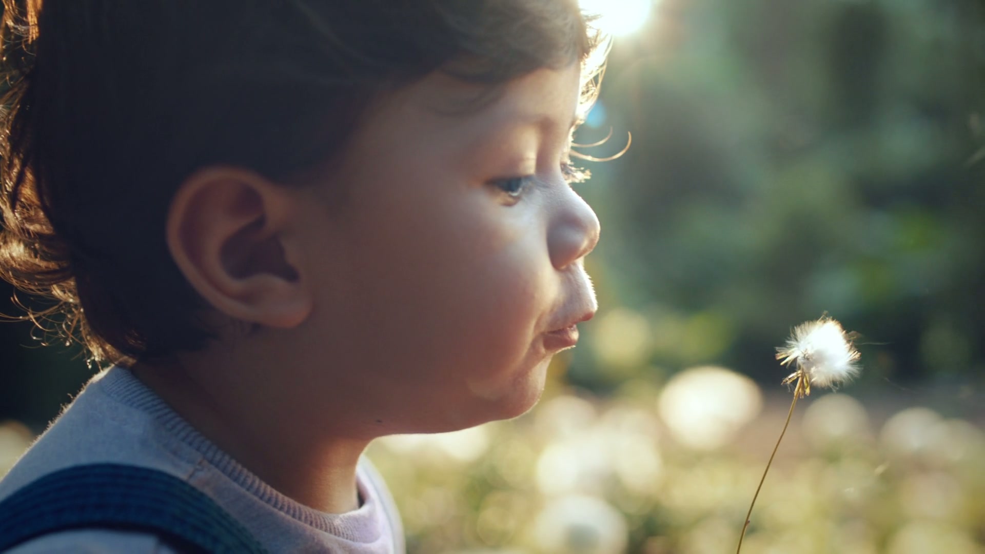 Brand film — dandelion scene